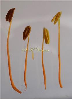  Stamens (Didynamous) and one small staminode